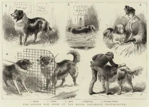 The Collie Dog Show at the Royal Aquarium, Westminster (engraving) The Collie Dog Show at the Royal Aquarium, Westminster (engraving)