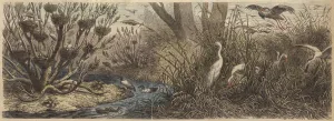 Colony of waterfowl on the River Tisza in Hungary (coloured engraving) Colony of waterfowl on the River Tisza in Hungary (coloured engraving)