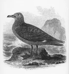 The Common Skua, illustration from A History of British Birds by William Yarrell The Common Skua, illustration from A History of British Birds by William Yarrell