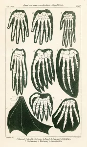 Comparing the bones in the hands of nine different mammals, 1898 (colour litho) Comparing the bones in the hands of nine different mammals, 1898 (colour litho)