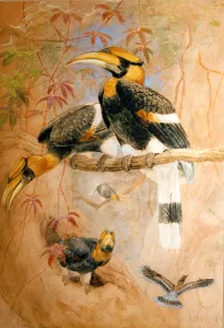 Concave-casqued Hornbill (Dichoceros bicornis), 1856-67 (w/c on paper) Concave-casqued Hornbill (Dichoceros bicornis), 1856-67 (w/c on paper)