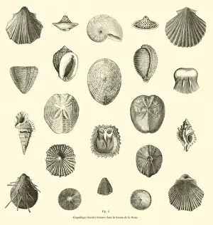 Coquillages fossiles trouves dans le bassin de la Seine (engraving) Coquillages fossiles trouves dans le bassin de la Seine (engraving)