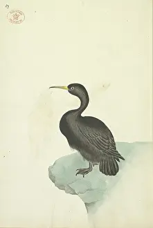 Coloured Animal Illustrations Prints: Cormorant