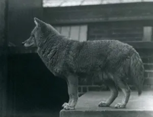 A Coyote at London Zoo, October 1920 (b/w photo) A Coyote at London Zoo, October 1920 (b/w photo)