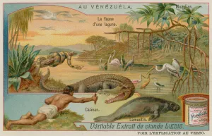 The Creatures of the Lagoon with an Alligator and a Manatee and a Mangrove Tree (chromolitho) The Creatures of the Lagoon with an Alligator and a Manatee and a Mangrove Tree (chromolitho)