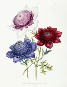 Cultivated double varieties of Anemone coronarial, 1843-49 (hand-coloured lithograph) Cultivated double varieties of Anemone coronarial, 1843-49 (hand-coloured lithograph)