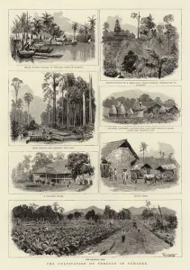 The Cultivation of Tobacco in Sumatra (engraving) The Cultivation of Tobacco in Sumatra (engraving)