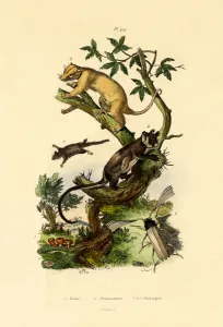 Cup Morel, 1833-39 (coloured engraving) Cup Morel, 1833-39 (coloured engraving)