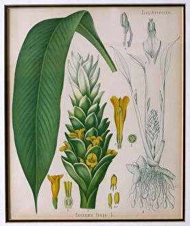 Curcuma longa (turmeric) from Kohlers Medicinal Plants