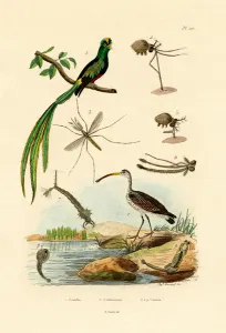 Curlew, 1833-39 (coloured engraving) Curlew, 1833-39 (coloured engraving)