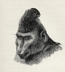 Cynopithecus niger in a placid condition, from Charles Darwins The Expression Cynopithecus niger in a placid condition, from Charles Darwins The Expression