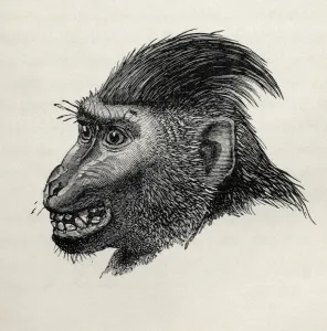 Cynopithecus niger when pleased by being caressed, from Charles Darwins The Cynopithecus niger when pleased by being caressed, from Charles Darwins The
