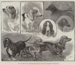 The Dachshund and Basset-Hound Show at the Royal Aquarium, Westminster (engraving) The Dachshund and Basset-Hound Show at the Royal Aquarium, Westminster (engraving)