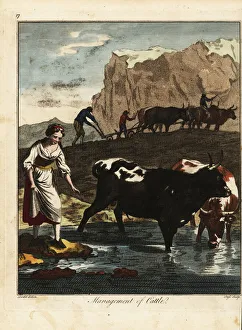 Dairy maid and farmers with cattle, 18th century. 1792 (engraving) Dairy maid and farmers with cattle, 18th century. 1792 (engraving)
