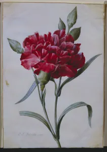 A Dark Red Carnation, 1822 (pencil, w/c & bodycolour) A Dark Red Carnation, 1822 (pencil, w/c & bodycolour)