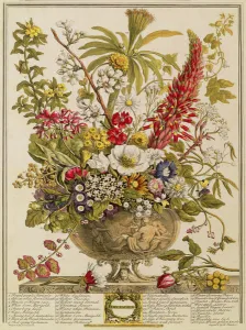 December, from Twelve Months of Flowers by Robert Furber (c December, from Twelve Months of Flowers by Robert Furber (c