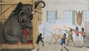 Destruction of the noble elephant at Mr Cross's Exeter Change, 1826 (colour litho) Destruction of the noble elephant at Mr Cross's Exeter Change, 1826 (colour litho)