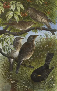 Deutsche Drosseln, Sing-, Mistel-, Wacholder- und Schwarzdrossel oder Amsel (chromolitho) Deutsche Drosseln, Sing-, Mistel-, Wacholder- und Schwarzdrossel oder Amsel (chromolitho)
