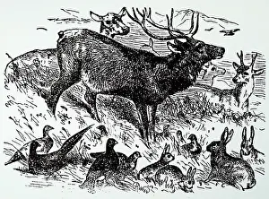 Engraved Wildlife Images Prints: Different game animals