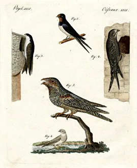 Different kinds of doves (coloured engraving) Different kinds of doves (coloured engraving)