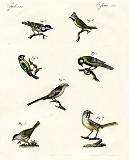 Different kinds of tits (coloured engraving) Different kinds of tits (coloured engraving)