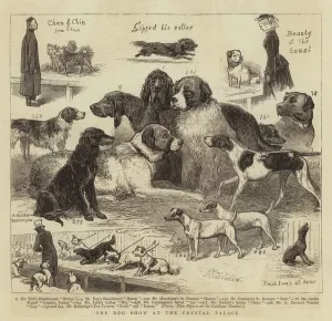 The Dog Show at the Crystal Palace (engraving) The Dog Show at the Crystal Palace (engraving)