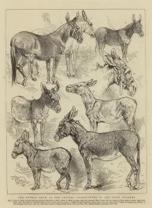 The Donkey Show at the Crystal Palace, some of the Prize Winners (engraving) The Donkey Show at the Crystal Palace, some of the Prize Winners (engraving)
