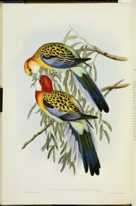 Eastern Rosella, from The Birds of Australia, First Edition Eastern Rosella, from The Birds of Australia, First Edition