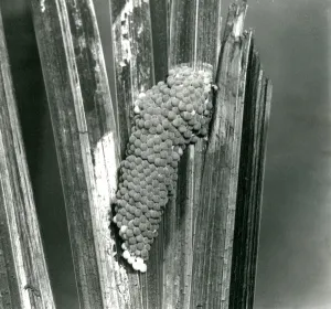 Eggs of the Channeled Applesnail at London Zoo, September 1923 (b/w photo) Eggs of the Channeled Applesnail at London Zoo, September 1923 (b/w photo)