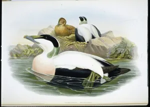 Eider Duck (Somateria Mollissima) (hand-coloured litho) Eider Duck (Somateria Mollissima) (hand-coloured litho)