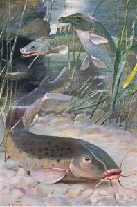 Electric Catfish, Bichir, Trunkfish, illustration from'Wildlife of the World, c Electric Catfish, Bichir, Trunkfish, illustration from'Wildlife of the World, c