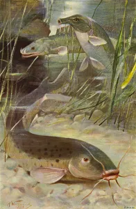 Electric Catfish, Bichir, Trunkfish (colour litho) Electric Catfish, Bichir, Trunkfish (colour litho)