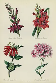 English Flower Garden: Lobelia 'Belle Pyramide', Gladiolus M Blouet, Bouvardia aurantiaca English Flower Garden: Lobelia 'Belle Pyramide', Gladiolus M Blouet, Bouvardia aurantiaca