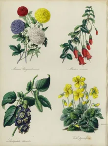 English Flower Garden: Minima Chrysanthemums, Mitraria coccinea, Lardizabala biternata English Flower Garden: Minima Chrysanthemums, Mitraria coccinea, Lardizabala biternata