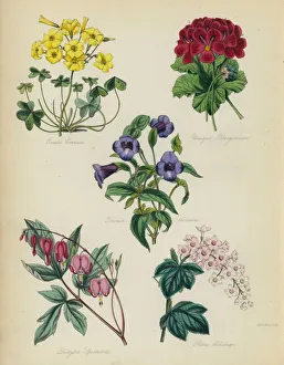 English Flower Garden: Oxalis Cernua, Unique Pelargonium, Torenia Asiatica, Dielytra Spectabilis English Flower Garden: Oxalis Cernua, Unique Pelargonium, Torenia Asiatica, Dielytra Spectabilis