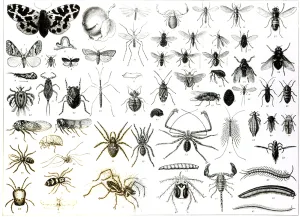 Entomology, Myriapoda and Arachnida (litho) (b/w photo) Entomology, Myriapoda and Arachnida (litho) (b/w photo)