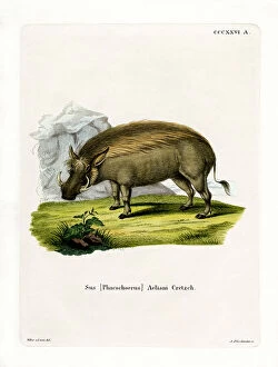 Related Images Collection: Eritrean Warthog (coloured engraving)