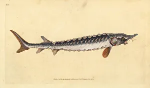 European or common sturgeon. Critically endangered. Handcoloured copperplate drawn European or common sturgeon. Critically endangered. Handcoloured copperplate drawn