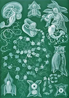 Examples of Siphonophorae from Kunstformen der Natur, 1899 (colour litho) Examples of Siphonophorae from Kunstformen der Natur, 1899 (colour litho)