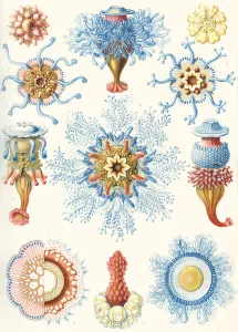 Examples of Siphonophorae from Kunstformen der Natur, 1899 (colour litho) Examples of Siphonophorae from Kunstformen der Natur, 1899 (colour litho)