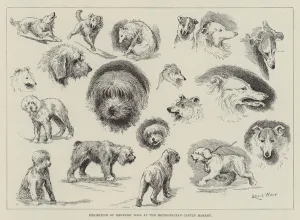 Exhibition of Drovers Dogs at the Metropolitan Cattle Market (engraving) Exhibition of Drovers Dogs at the Metropolitan Cattle Market (engraving)