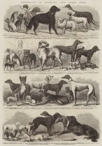 Exhibition of Sporting and Other Dogs (engraving) Exhibition of Sporting and Other Dogs (engraving)