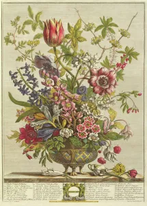 February, from Twelve Months of Flowers by Robert Furber (c February, from Twelve Months of Flowers by Robert Furber (c
