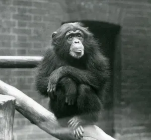 Female Chimpanzee Daisy sits on a branch in her enclosure at London Zoo Female Chimpanzee Daisy sits on a branch in her enclosure at London Zoo