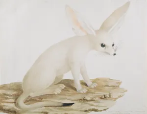 Fennec No. 3 Original of illustration in Travels through Abyssinia" Fennec No. 3 Original of illustration in Travels through Abyssinia"