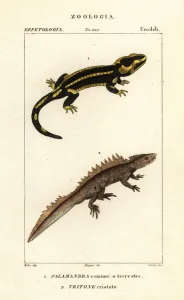 Fire salamander, Salamandra salamandra 1, and great crested newt, Triturus cristatus (critically endangered) 2 Fire salamander, Salamandra salamandra 1, and great crested newt, Triturus cristatus (critically endangered) 2