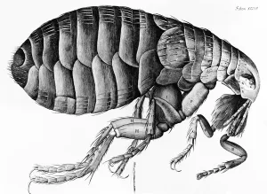 A Flea from Microscope Observation by Robert Hooke (1635-1703), 1665 (engraving) A Flea from Microscope Observation by Robert Hooke (1635-1703), 1665 (engraving)