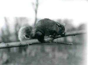 A Flying Phalanger on a branch at London Zoo, February 1922 (b/w photo) A Flying Phalanger on a branch at London Zoo, February 1922 (b/w photo)