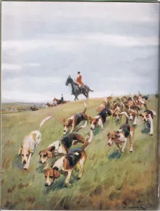 Foxhunting, illustation from Hounds (colour litho) Foxhunting, illustation from Hounds (colour litho)
