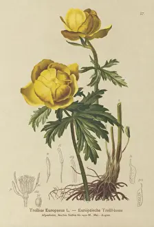 Globe-flower (Trollius Europaeus) (colour litho) Globe-flower (Trollius Europaeus) (colour litho)